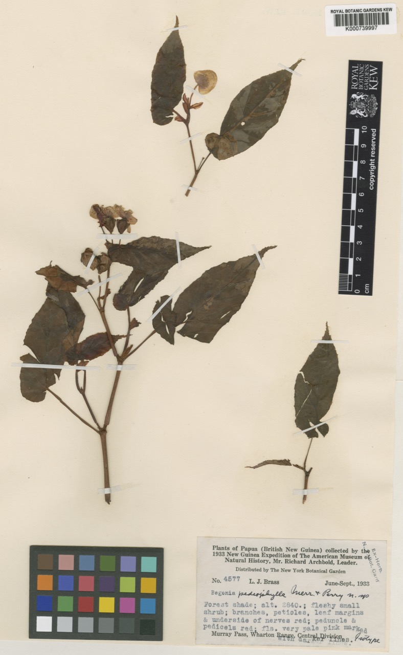 B. pediophylla